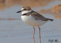 Charadrius wilsonia